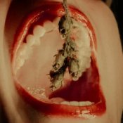 Обкладинка Sandhouse – Snapdragon