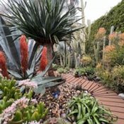 Обкладинка Echo Gardens – Den nich