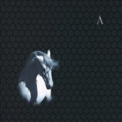 Слухати Аквариум – Сокол