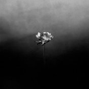 Обкладинка Little Simz – Young