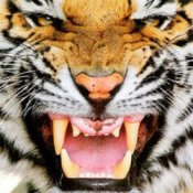 Слухати Ottosiderspunk – Crouching Tiger